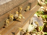 Bienen vor dem Flugloch